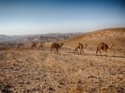 Putování pouští Negev