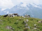 Kousek Švýcarska Bernina Expressem