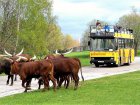 Safari park ve Dvoře Králové