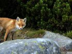 Vysoké Tatry s horským průvodcem