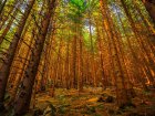 Vysoké Tatry s horským průvodcem